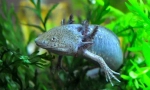 Axolotl (fotografija): ne želim rasti nasmijana zmaja